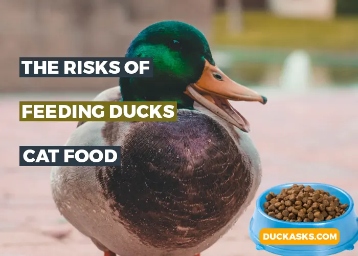 What Are the Risks of Feeding Ducks Cat Food