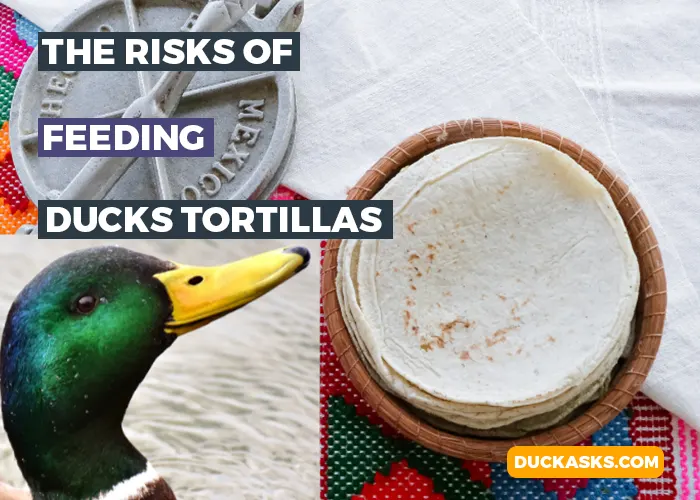 What Are the Risks of Feeding Ducks Tortillas