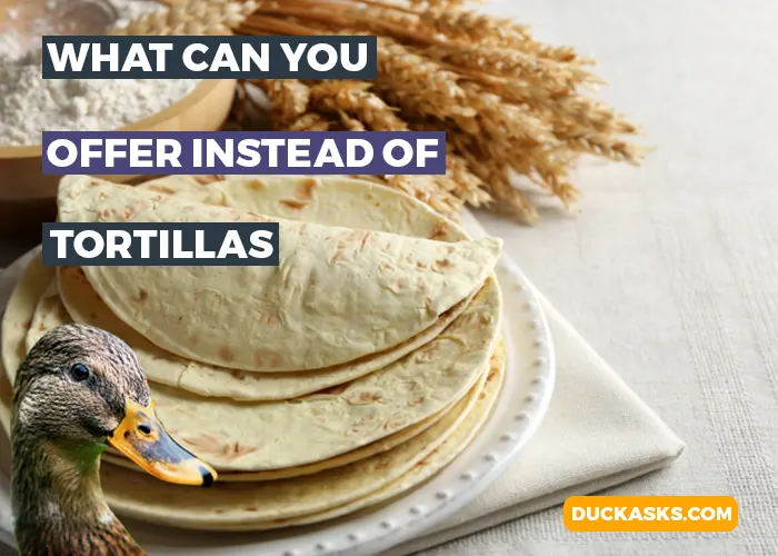 What Can You Offer Instead of Tortillas