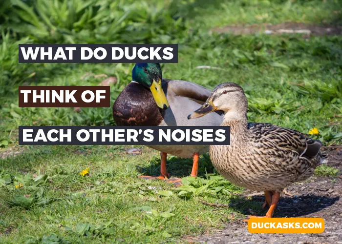 What Do Ducks Think of Each Other Noises