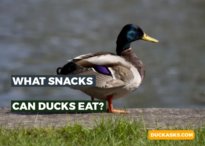 What Snacks Can Ducks Eat