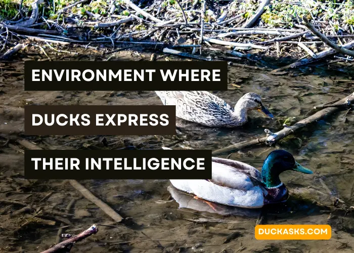 What Type of Environment Is Best Suited for Ducks to Express Their Intelligence