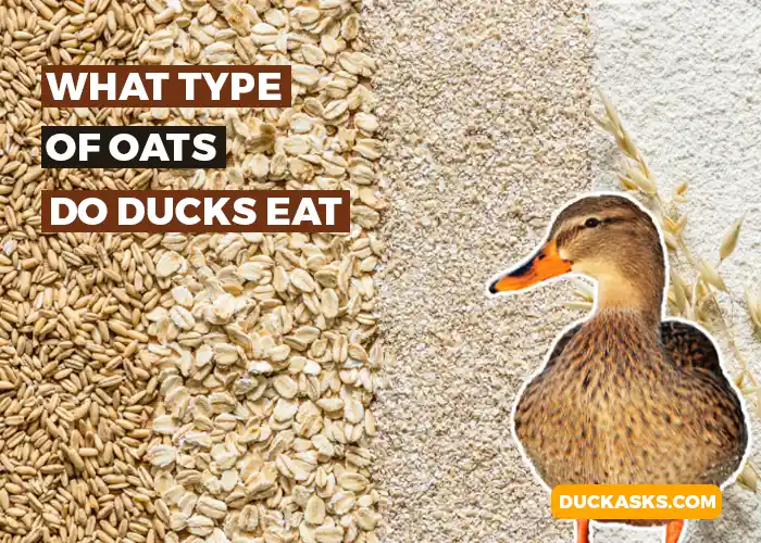 What Type of Oats Do Ducks Eat