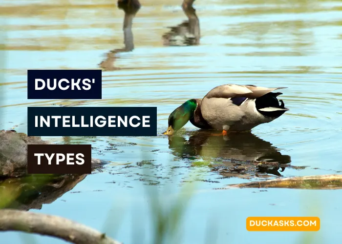 What Types of Intelligence Do Ducks Have