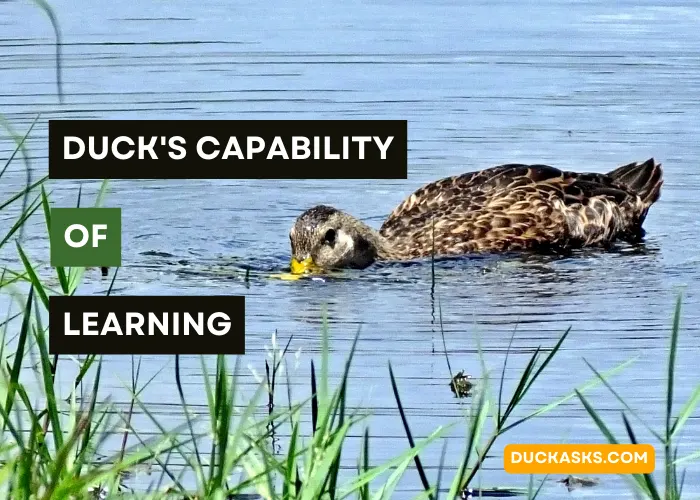 What Types of Tasks Are Ducks Capable of Learning