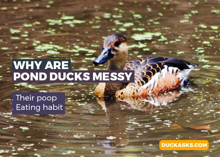 Why Are Pond Ducks Messy