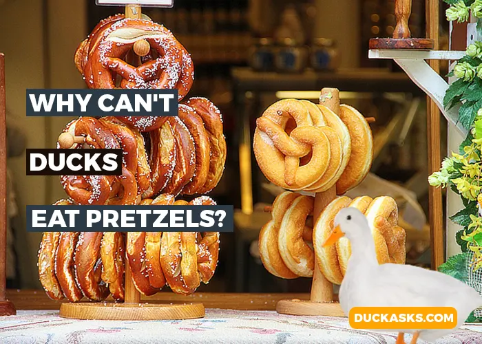 Why Can not Ducks Eat Pretzels