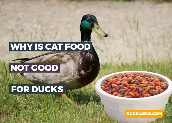 Why Is Cat Food Not Good for Ducks