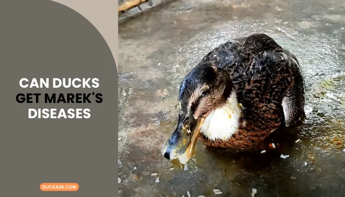 Can Ducks Get Marek’s Diseases?