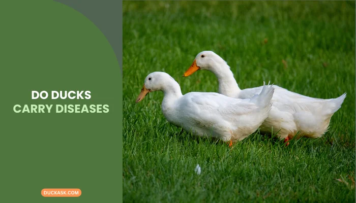 Do Ducks Carry Diseases?