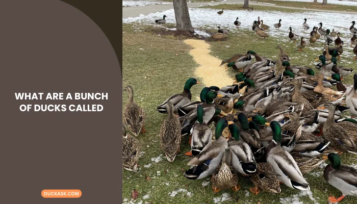 What Are a Bunch of Ducks Called?