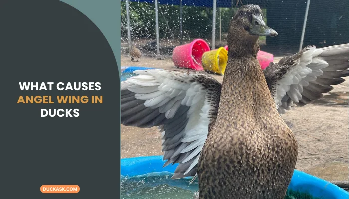 What Causes Angel Wing in Ducks?