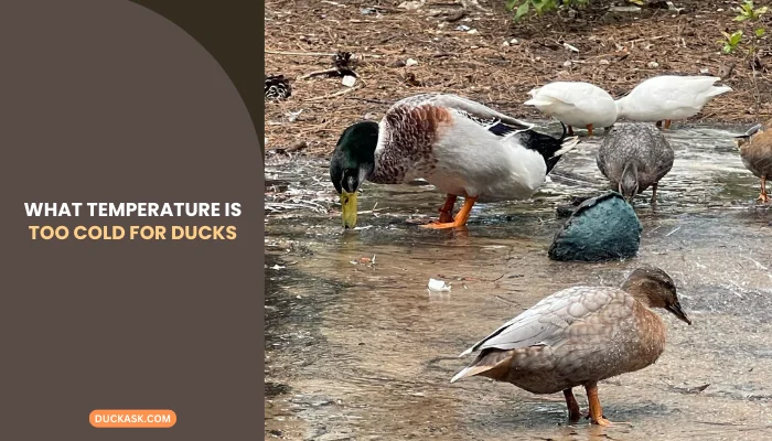 What Temperature Is Too Cold for Ducks?