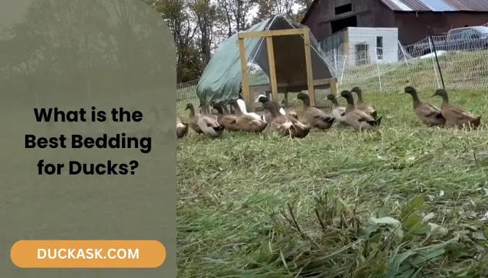 What is The Best Bedding for Ducks?