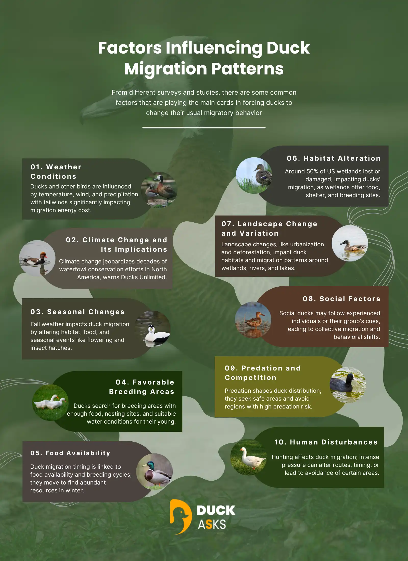 Factors Influencing Duck Migration Patterns