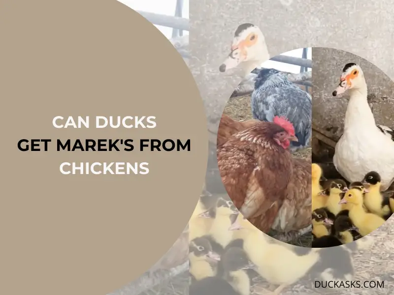 Can Ducks Get Marek_s from Chickens