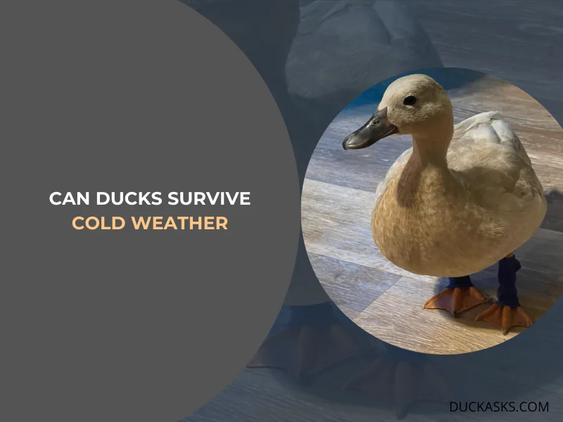 Can Ducks Survive Cold Weather