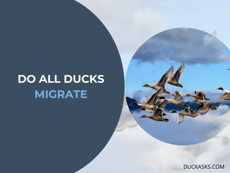 Do All Ducks Migrate