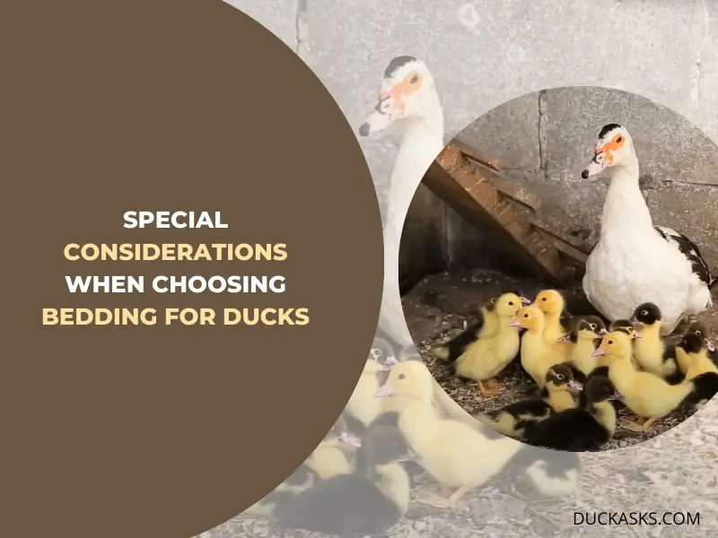 Special Considerations When Choosing Bedding for Ducks