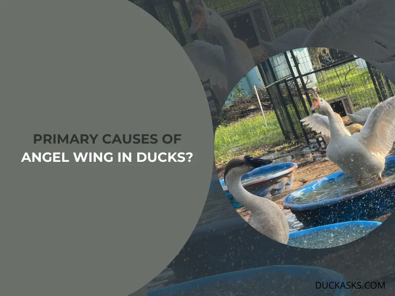 What Are the Primary Causes of Angel Wing in Ducks