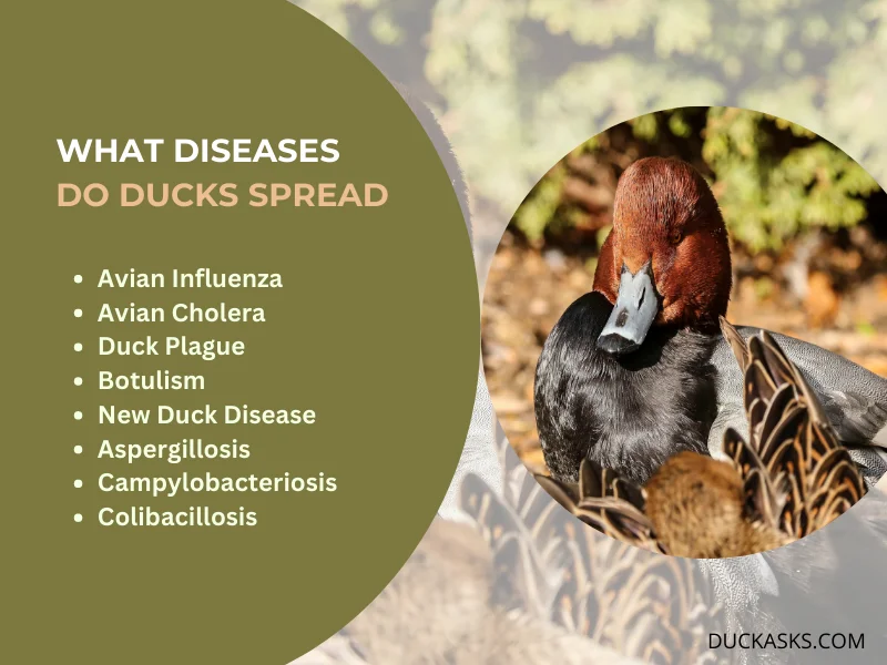 What Diseases Do Ducks Spread