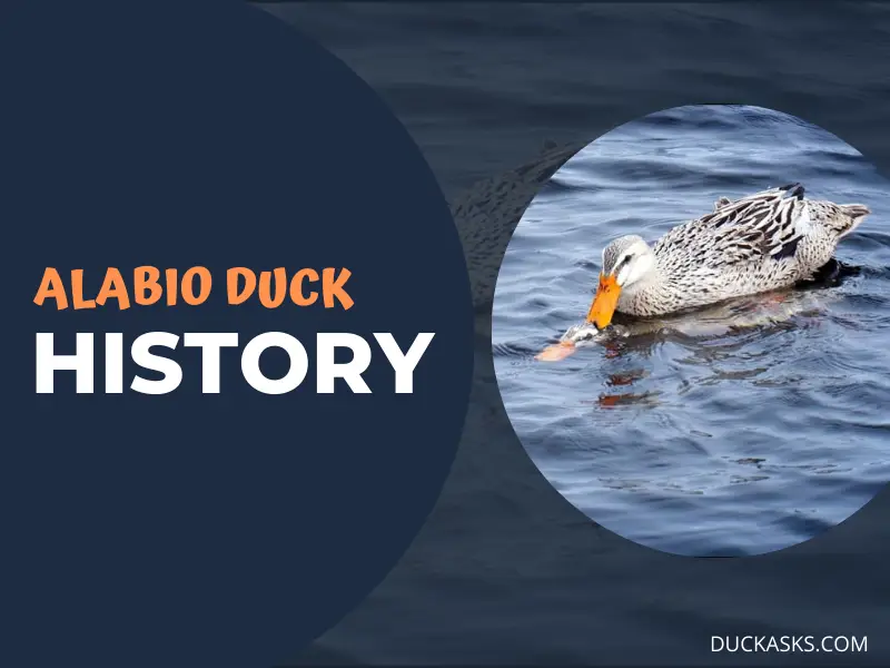 History Of The Alabio Duck Breed