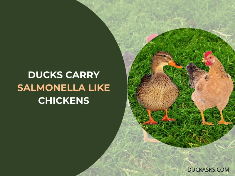 Do Ducks Carry Salmonella Like Chickens