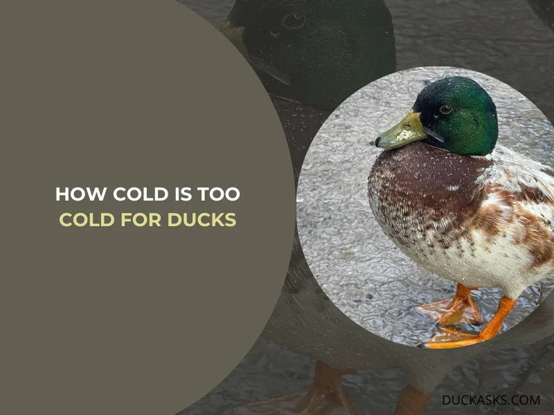 How Cold Is Too Cold for Ducks