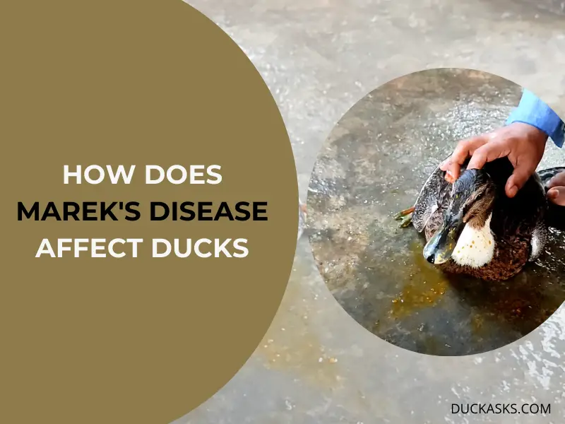 How Does Marek_s Disease Affect Ducks