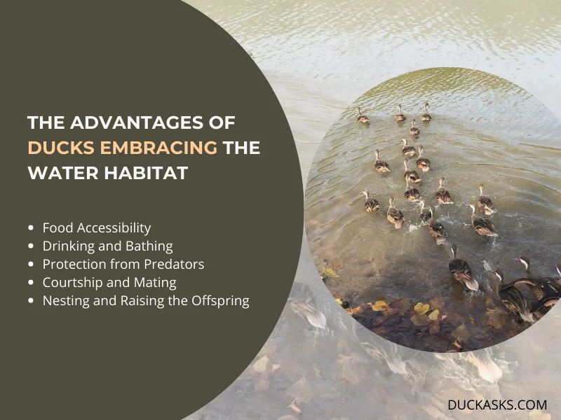 The Advantages of Ducks Embracing the Water Habitat