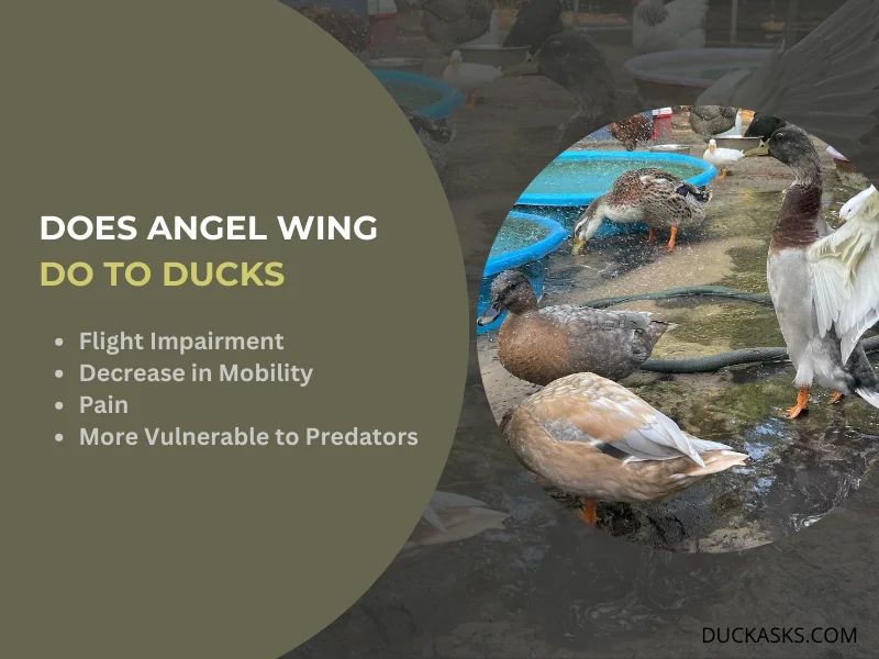 What Does Angel Wing Do to Ducks