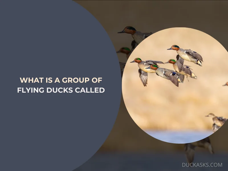 What Is a Group of Flying Ducks Called