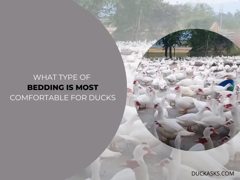 What Type of Bedding is Most Comfortable for Ducks