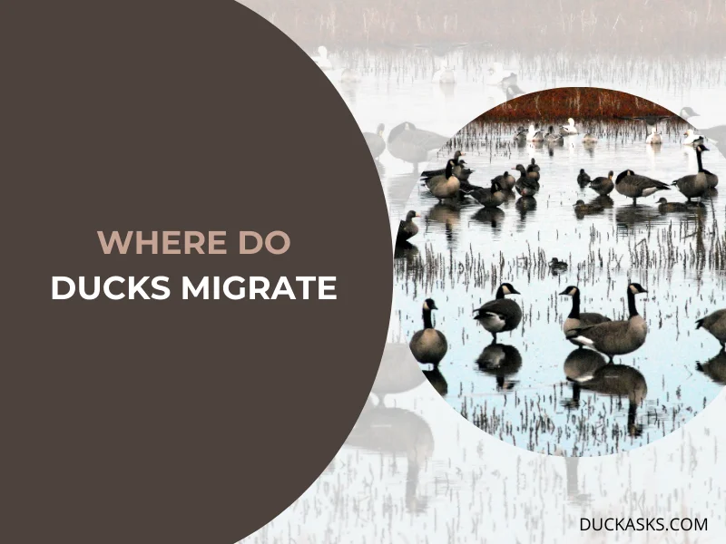 Where Do Ducks Migrate