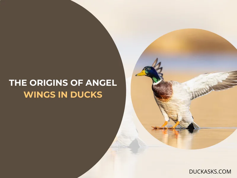 Why Do Ducks Get Angel Wings