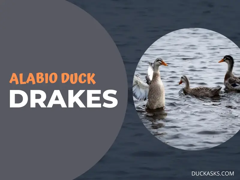 Alabio Duck Drakes