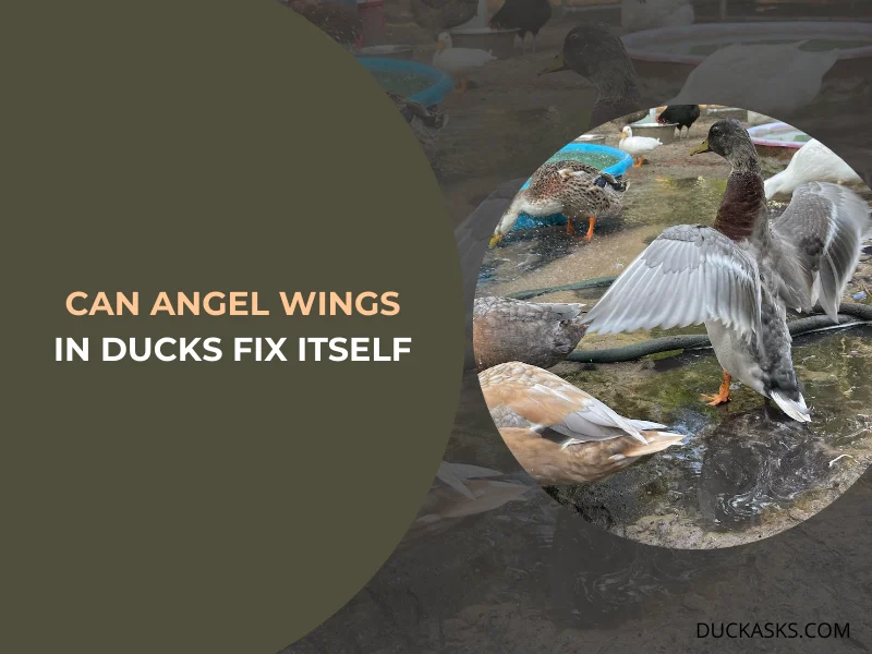 Can Angel Wings in Ducks Fix Itself