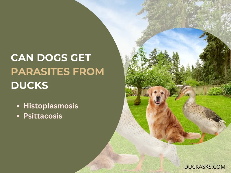 Can Dogs Get Parasites from Ducks