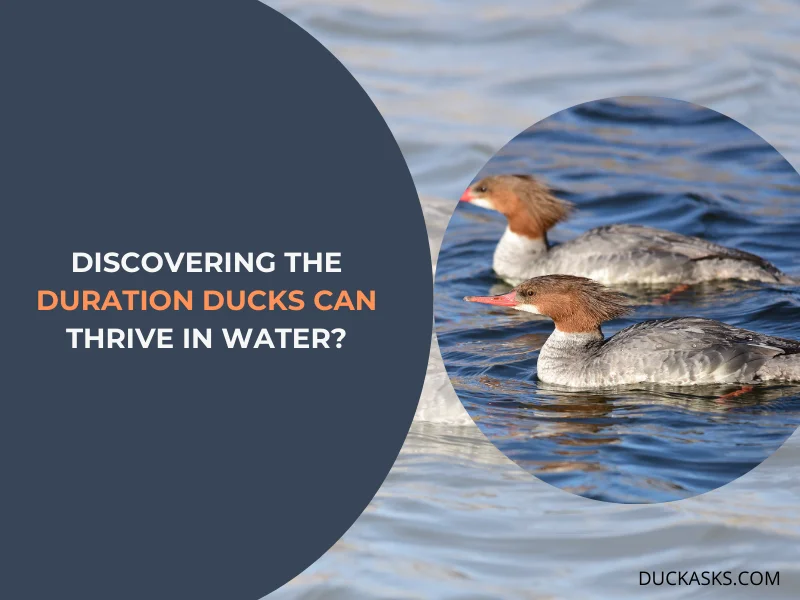 Discovering The Duration Ducks Can Thrive in Water