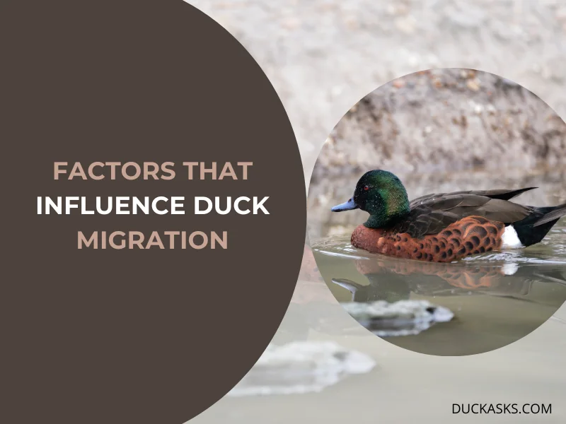 Factors that Influence Duck Migration