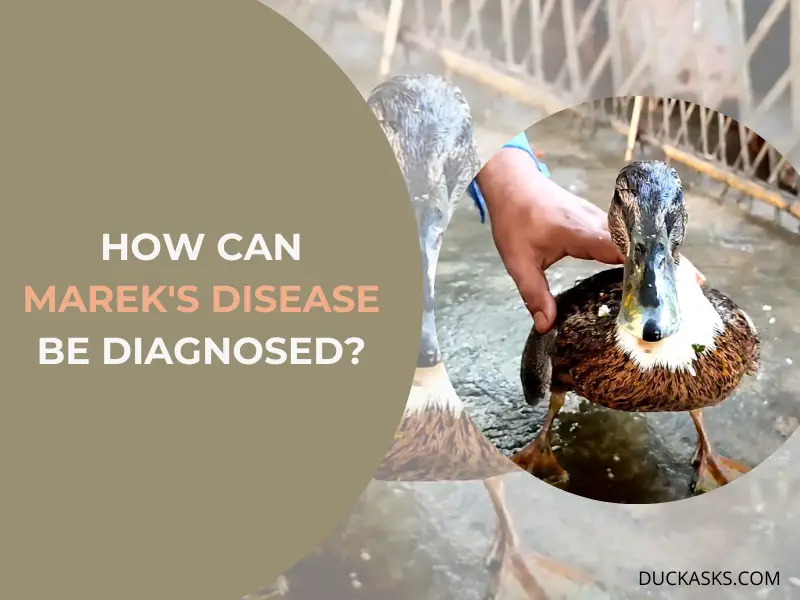 How can Marek_s Disease be diagnosed