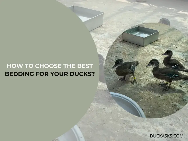 How to Choose the Best Bedding for Your Ducks