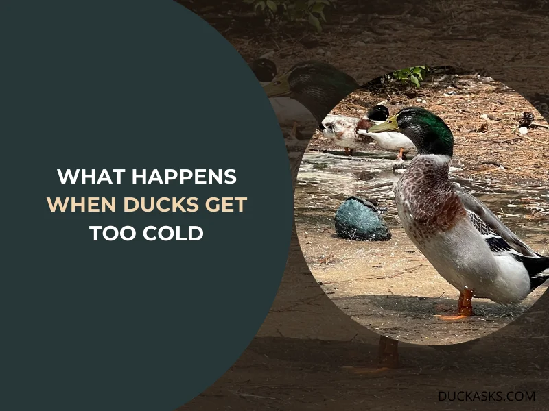 What Happens When Ducks Get Too Cold