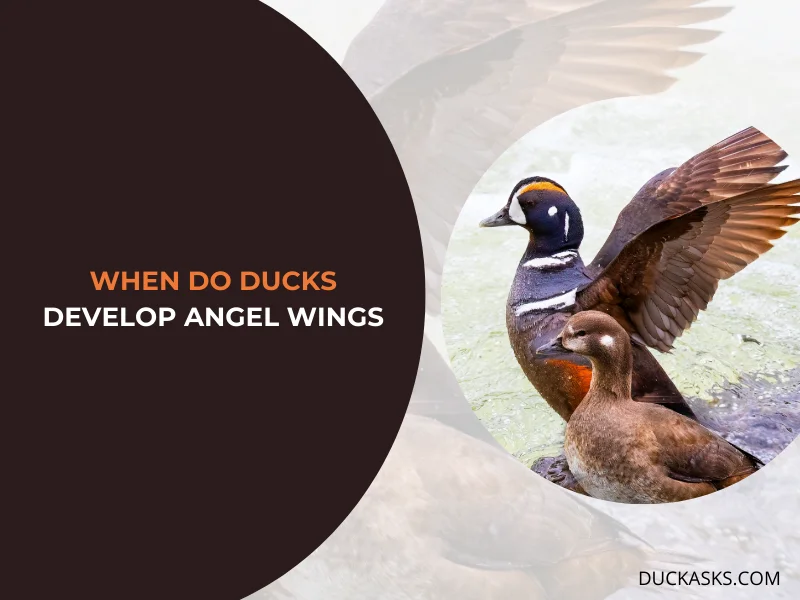 When Do Ducks Develop Angel Wings