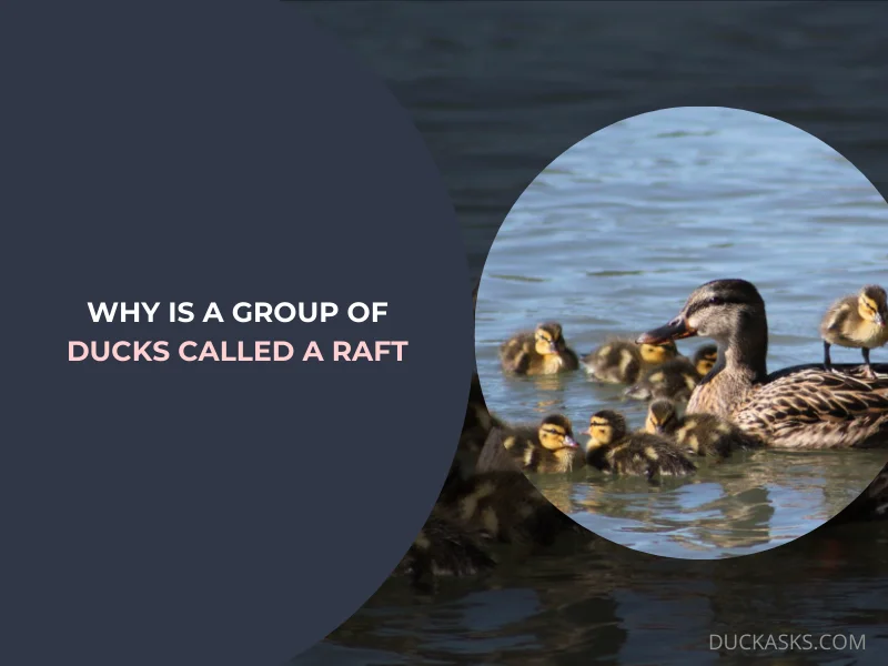 Why Is a Group of Ducks Called a Raft