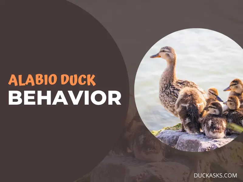 Alabio Duck Behavior