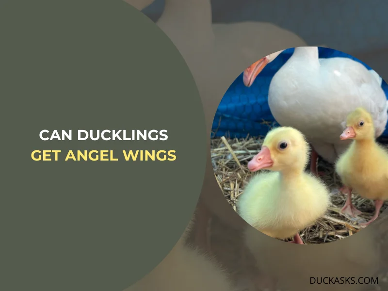 Can Ducklings Get Angel Wings