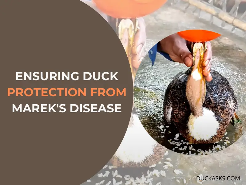 Ensuring Duck Protection from Marek_s Disease