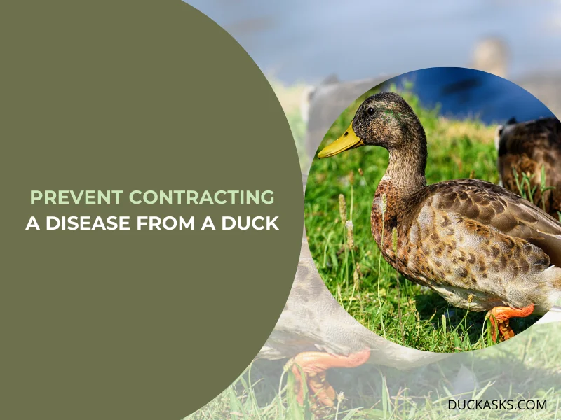 How Can I Prevent Contracting a Disease from a Duck