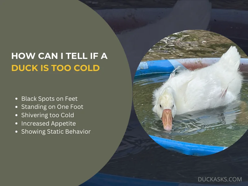 How Can I Tell If a Duck Is Too Cold